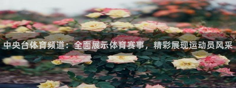 五星体育直播回放观看：中央台体育频道：全面展示体育赛事，精彩展现运动员风采